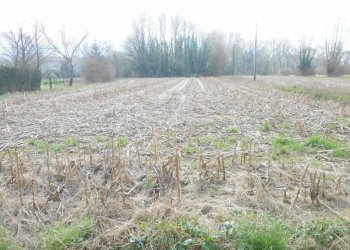 DSCN9832.JPG - Terreno edificabile Via delle Viottole 226, Viareggio - foto 7