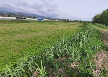 1111.jpg - Terreno agricolo Santo Stefano di Magra - foto 1