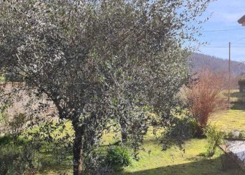 IMG-20250221-WA0006.jpg - Villa Licciana Nardi - foto 25