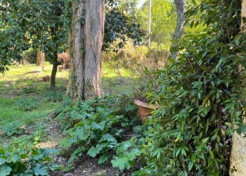 IMG-20250922-WA0280.jpg - Villa Licciana Nardi - foto 6