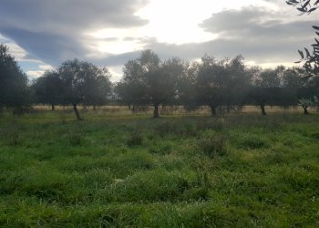 20211211_102014.jpg - Terreno agricolo Vezzano Ligure - foto 1