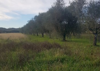 20211211_102307.jpg - Terreno agricolo Vezzano Ligure - foto 2