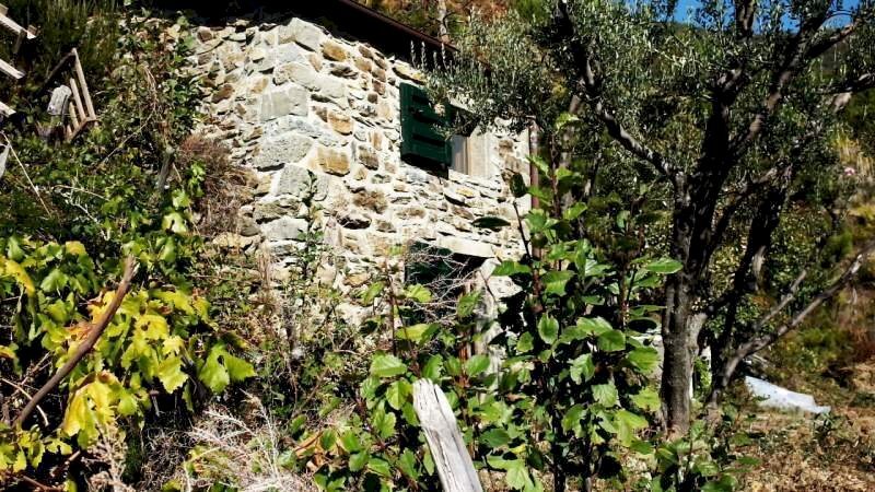 b8195a1515788a823a0c2a9e71097bc8_orig.jpg - Rustico Riomaggiore - foto 3