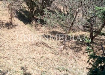 WhatsApp Image 2025-07-11 at 10.25.26 (1).jpeg - Terreno edificabile Arcola - foto 10