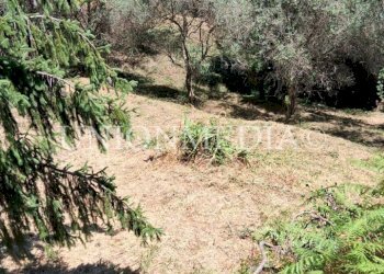 WhatsApp Image 2025-07-11 at 10.25.26 (3).jpeg - Terreno edificabile Arcola - foto 12