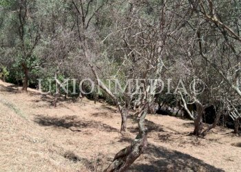 WhatsApp Image 2025-07-11 at 10.25.27 (1).jpeg - Terreno edificabile Arcola - foto 14