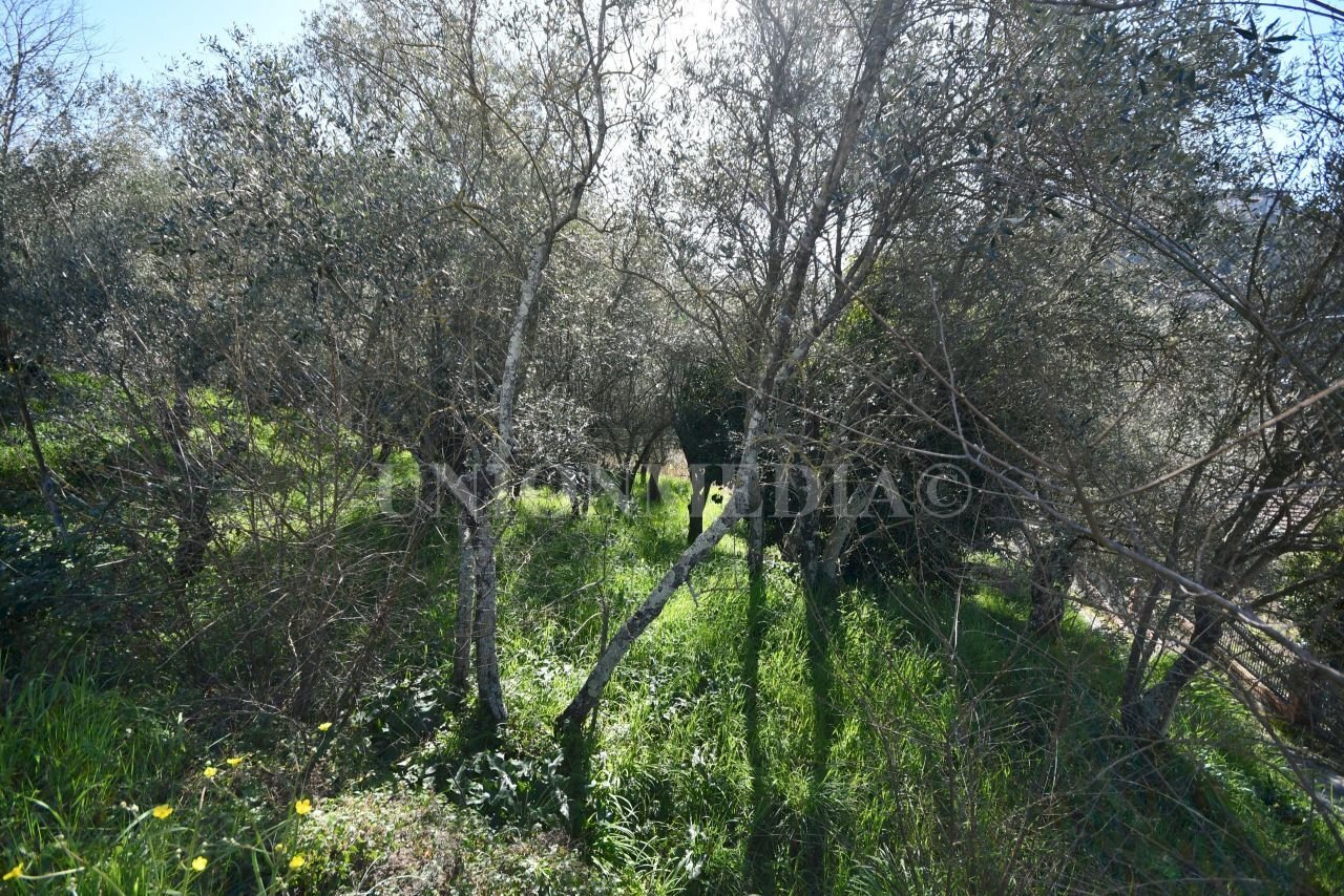 1.jpg - Building land Luni - photo 2