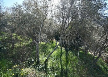 1.jpg - Terreno edificabile Luni - foto 2