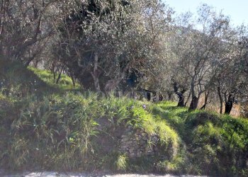 3.jpg - Terreno edificabile Luni - foto 4