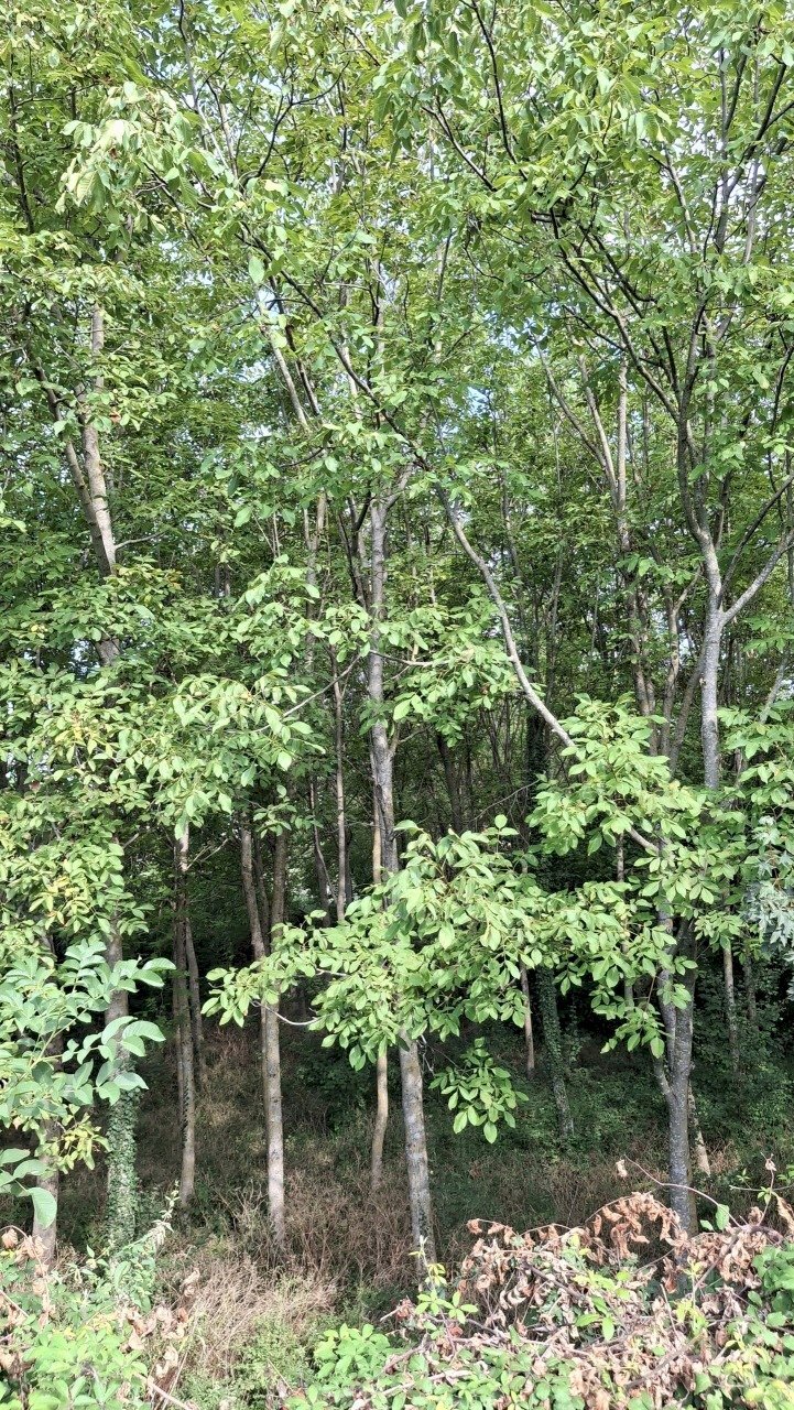 Noceto.jpg - Terreno agricolo Via Serra di Sotto 116, Pennabilli - foto 2