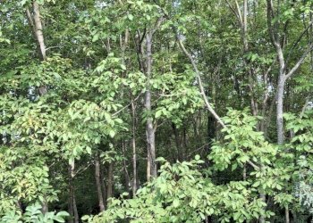 Noceto.jpg - Terreno agricolo Via Serra di Sotto 116, Pennabilli - foto 2