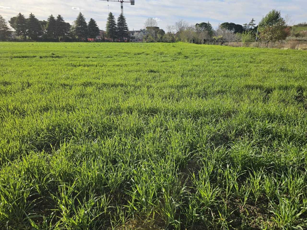 1.jpg - Terreno agricolo Via Casetti Molari, Santarcangelo di Romagna - foto 1