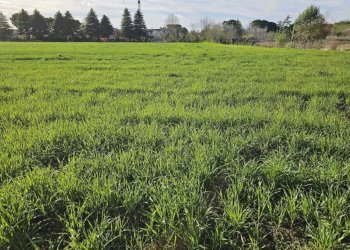 1.jpg - Terreno agricolo Via Casetti Molari, Santarcangelo di Romagna - foto 1