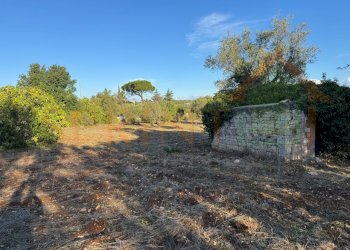 immagine principale.jpg - Warehouse C.da San Bartolomeo, Monopoli - photo 1