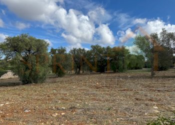 1.jpg - Warehouse C.da San Bartolomeo, Monopoli - photo 6