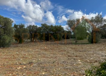 3.jpg - Warehouse C.da San Bartolomeo, Monopoli - photo 8