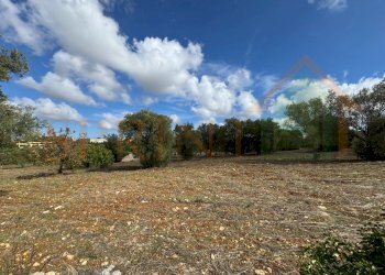 4.jpg - Warehouse C.da San Bartolomeo, Monopoli - photo 9