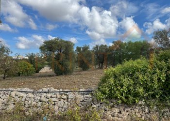 6.jpg - Warehouse C.da San Bartolomeo, Monopoli - photo 11