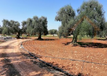 IMG_20200920_124043-2.jpg - Terreno agricolo Monopoli - foto 2