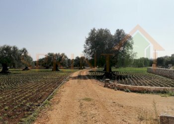 IMG_20200920_123726-2.jpg - Terreno agricolo Monopoli - foto 3