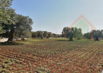 IMG_20200920_123719-2.jpg - Terreno agricolo Monopoli - foto 4