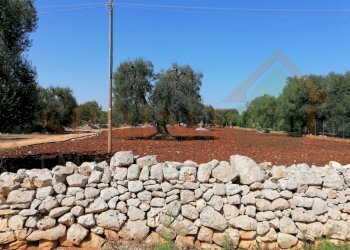 IMG_20200920_124426-2.jpg - Terreno agricolo Monopoli - foto 5