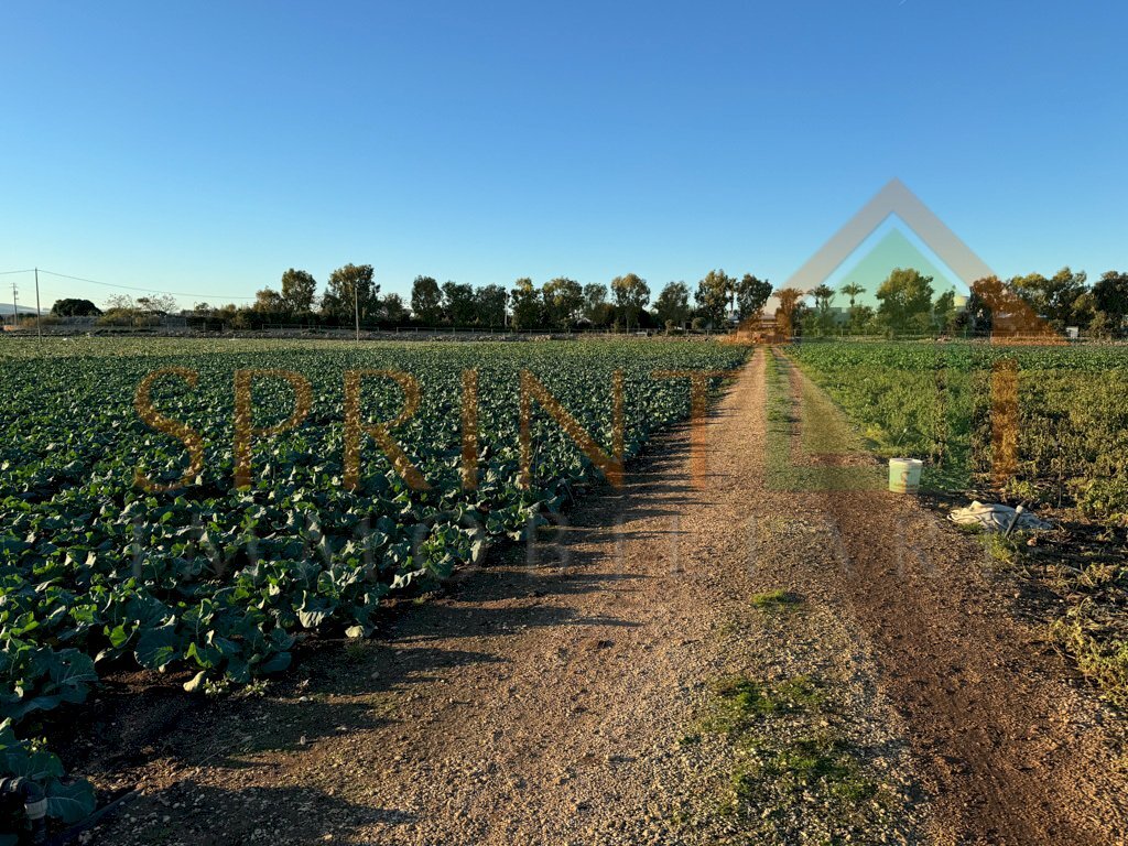 IMG_8037.jpg - Terreno agricolo Monopoli - foto 1