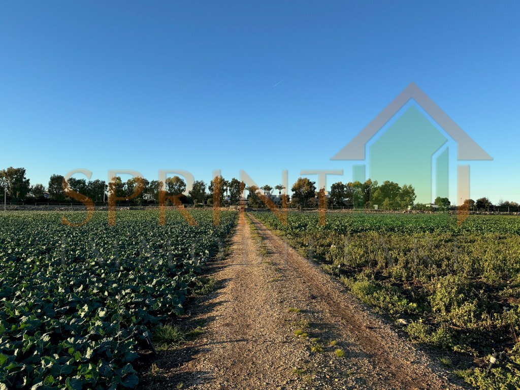 IMG_8040.jpg - Terreno agricolo Monopoli - foto 2