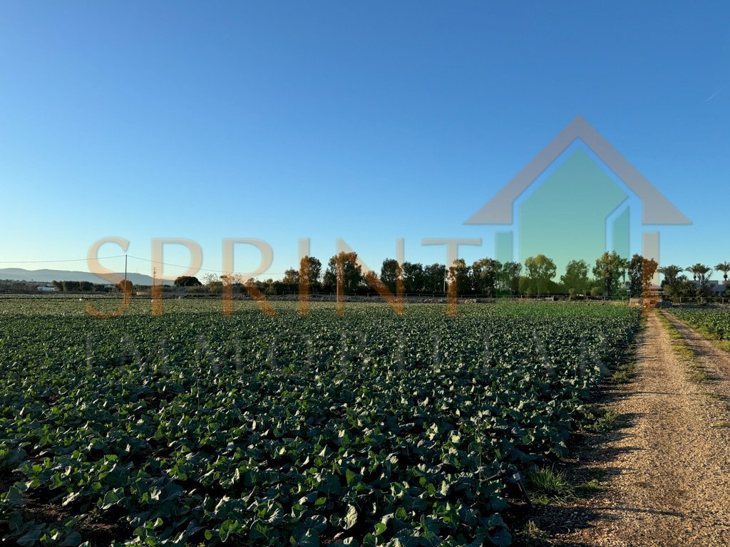 IMG_8041.jpg - Terreno agricolo Monopoli - foto 3