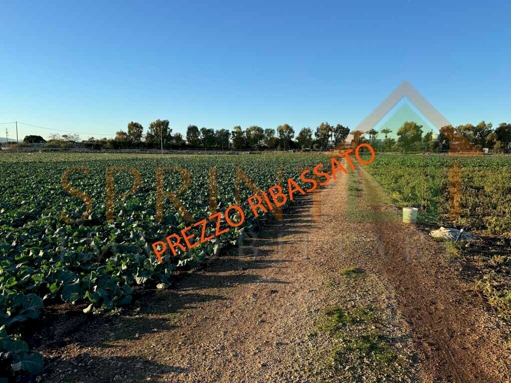 IMG_8037 PREZZO RIB - Agricultural land Monopoli - photo 2