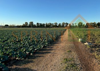 IMG_8037.jpg - Terreno agricolo Monopoli - foto 1