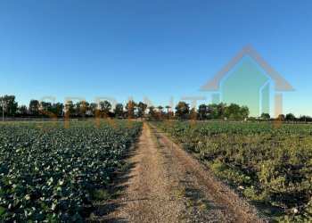 IMG_8040.jpg - Terreno agricolo Monopoli - foto 2