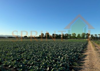 IMG_8041.jpg - Terreno agricolo Monopoli - foto 3