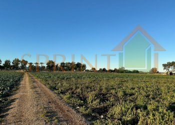 IMG_8042.jpg - Terreno agricolo Monopoli - foto 4