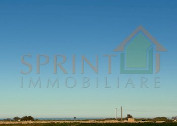 IMG_8043.jpg - Terreno agricolo Monopoli - foto 5