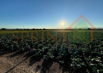 IMG_8044.jpg - Terreno agricolo Monopoli - foto 6