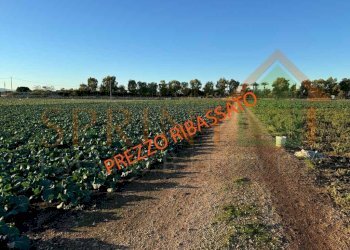 IMG_8037 PREZZO RIB - Agricultural land Monopoli - photo 2