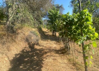 WhatsApp Image 2025-07-03 at 10.35.17.jpeg - Villa Follo - photo 6