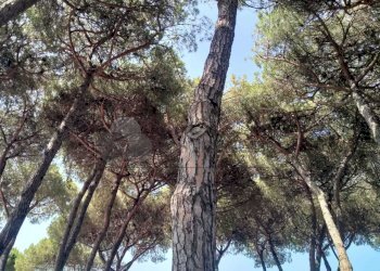 pineta (1).jpeg - Bilocale Sarzana - foto 16