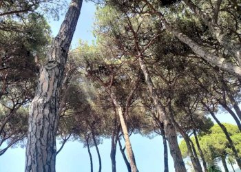 pineta (2).jpeg - Bilocale Sarzana - foto 17