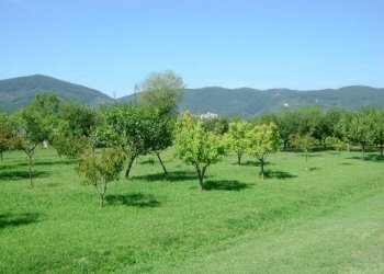 am8.jpg - Villa Ameglia - foto 8