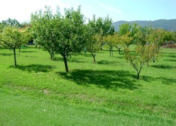 am9.jpg - Villa Ameglia - foto 9