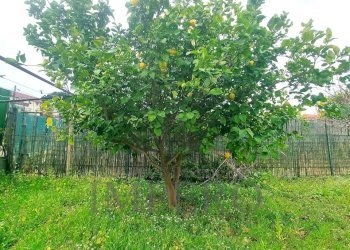 giardino - Independent house Via alla Spiaggia 21, Ventimiglia - photo 26