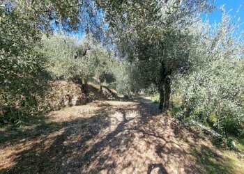 3 - Terreno agricolo Via Monsignore Daffra 40, Ventimiglia - foto 19