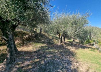 4 - Terreno agricolo Via Monsignore Daffra 40, Ventimiglia - foto 20