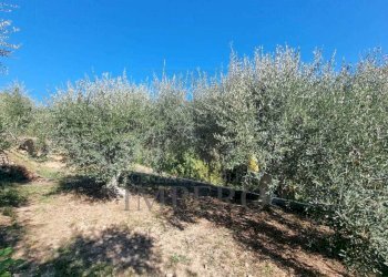 9 - Terreno agricolo Via Monsignore Daffra 40, Ventimiglia - foto 25