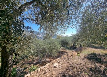 14 - Terreno agricolo Via Monsignore Daffra 40, Ventimiglia - foto 30