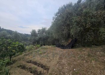 Immagine WhatsApp 2025-08-20 ore 15.01.36_144d62e1 - Rustic San Gregorio, Dolceacqua - photo 2