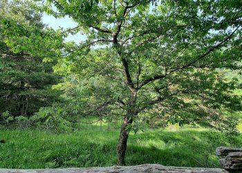 terreno - Baita Alta Via dei Monti Liguri 11, Rocchetta Nervina - foto 25