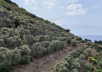 drone - Terreno agricolo Via Anacleto Hughes 22/A, Ventimiglia - foto 14